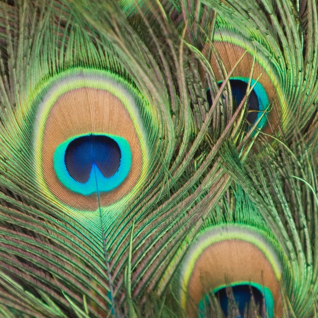 Natural Peacock Feather